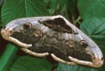 /album/galerie-photos/papillons-paon-jpg/